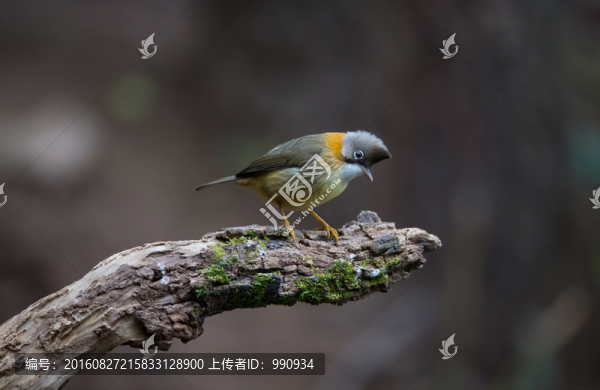 黃頸鳳鹛,林鳥