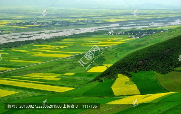青海門源油菜花