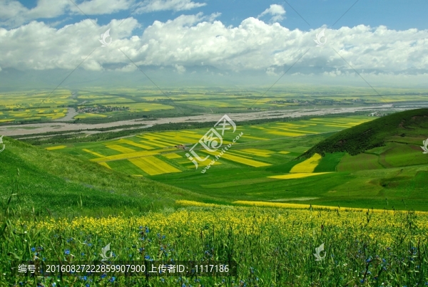 青海門源油菜花