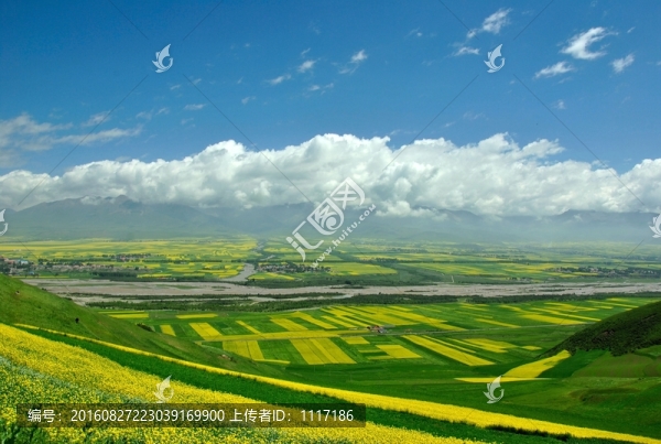 青海門源,油菜花