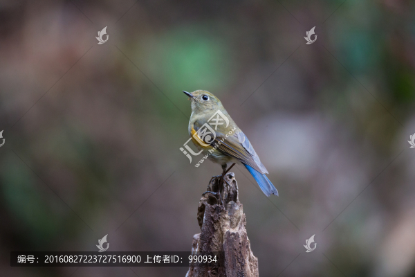 橙胸姬鹟,小鳥