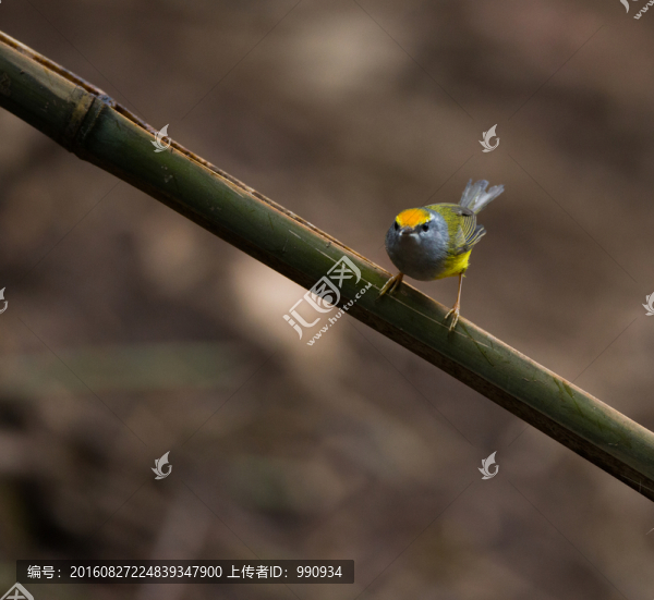金頭縫葉鶯,小鳥