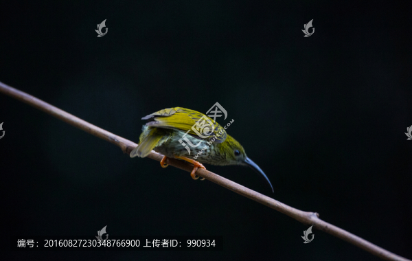 紋背捕蛛,小鳥