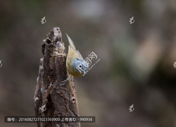 灰眶雀鹛,小鳥