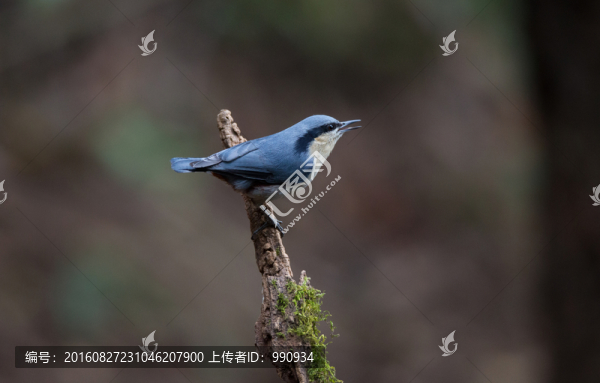 栗臀鳾,鳥,樹(shù)樁