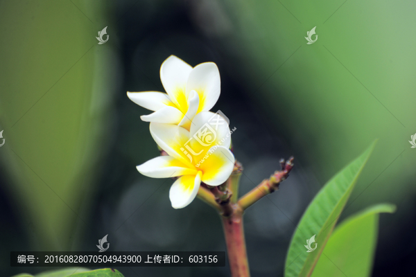 雞蛋花