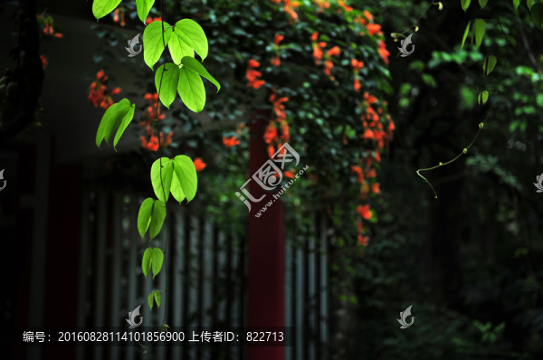 葉子