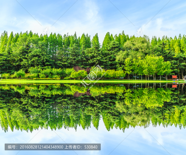 綠樹林