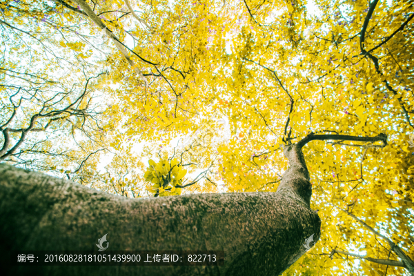 大樹黃葉