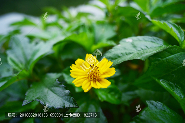 黃花