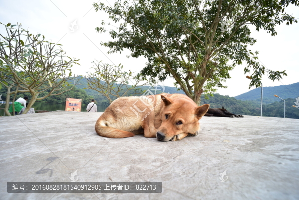 黃狗