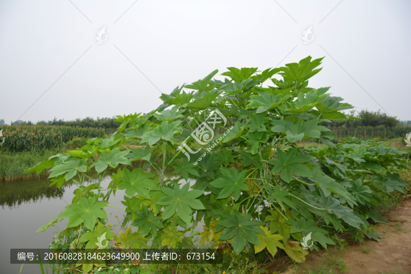 蓖麻
