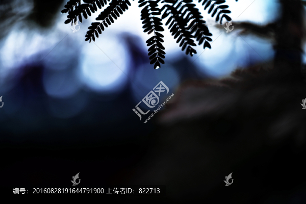 樹葉雨滴