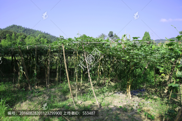 吊瓜田