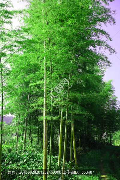竹林,自然,風(fēng)景,竹子,園林