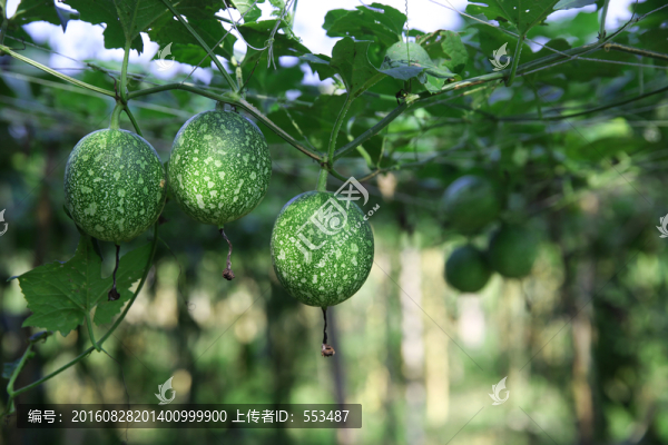 吊瓜