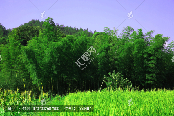 竹林
