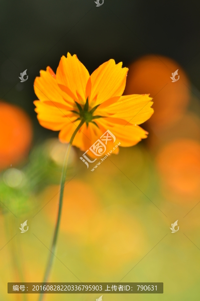 金色波斯菊
