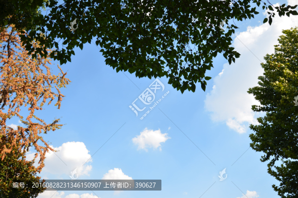 樹枝藍天,背景素材