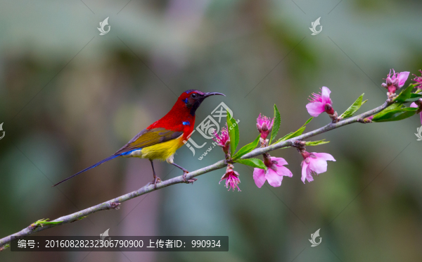太陽鳥,百花嶺