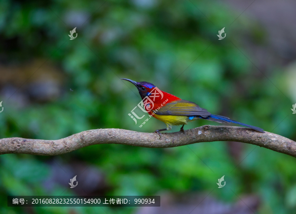 太陽鳥,小鳥