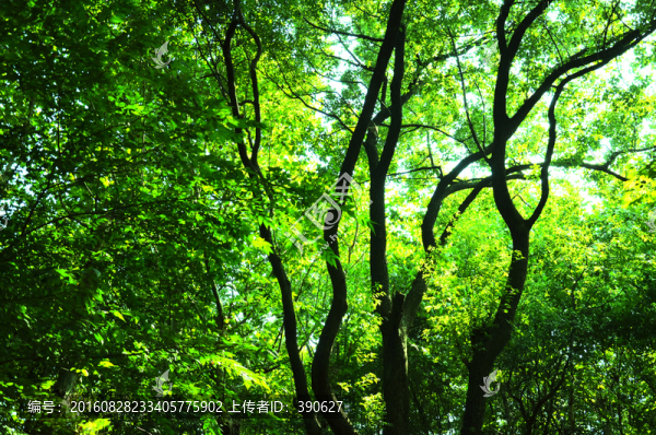 陽光樹林