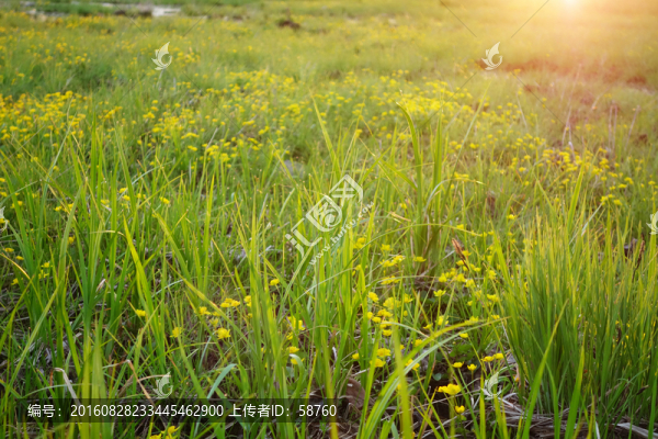 陽光草叢