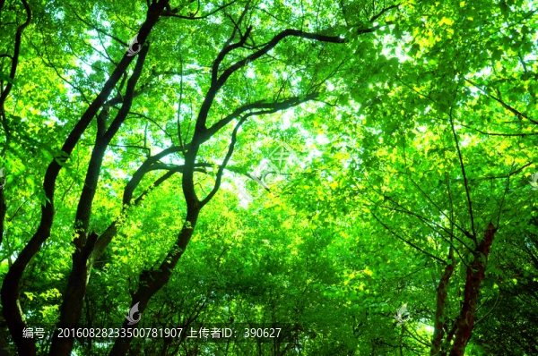陽光樹林