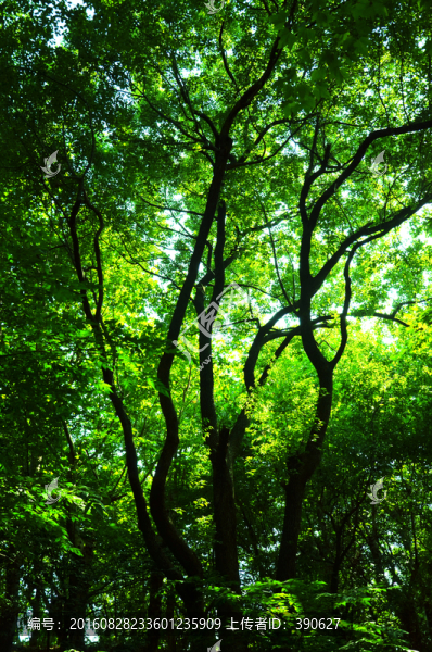 陽光樹林