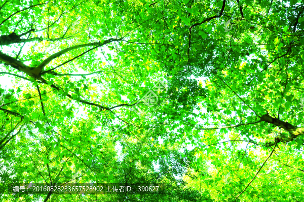 陽(yáng)光樹林