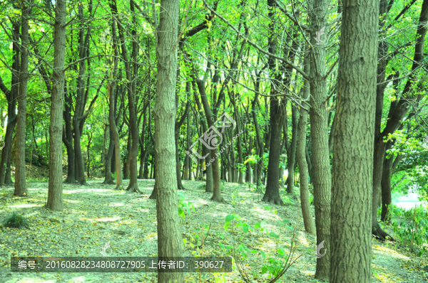 樹(shù)林