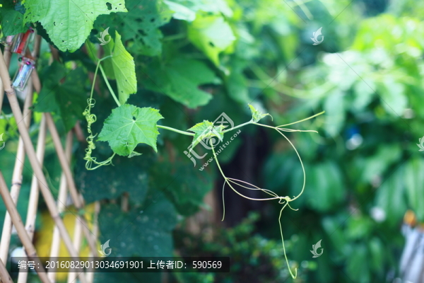瓜藤