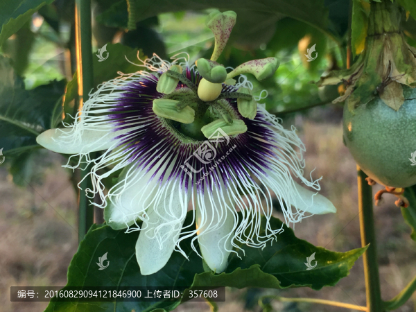 百香果花