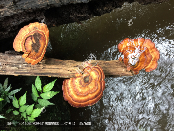 野生菌