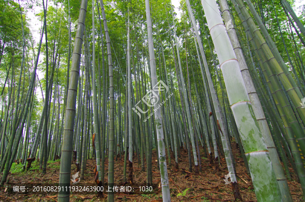 竹林
