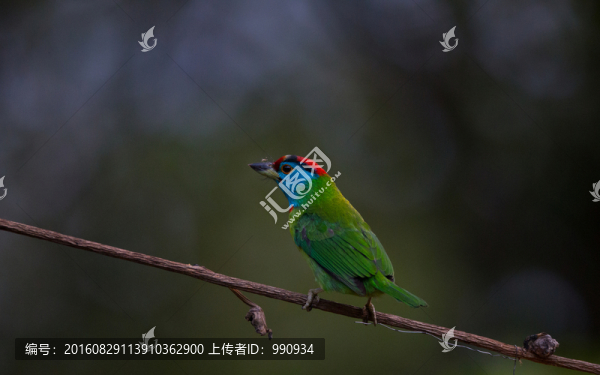 藍喉擬啄木鳥