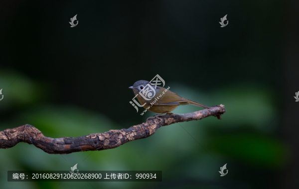 百花嶺,灰眶雀鹛,小鳥