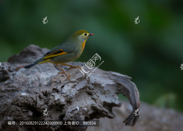 銀耳相思鳥,小鳥