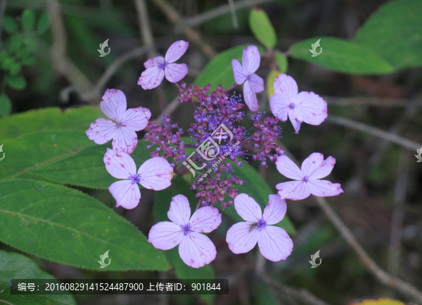 臘蓮繡球花