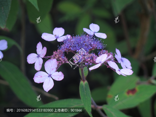 臘蓮繡球花