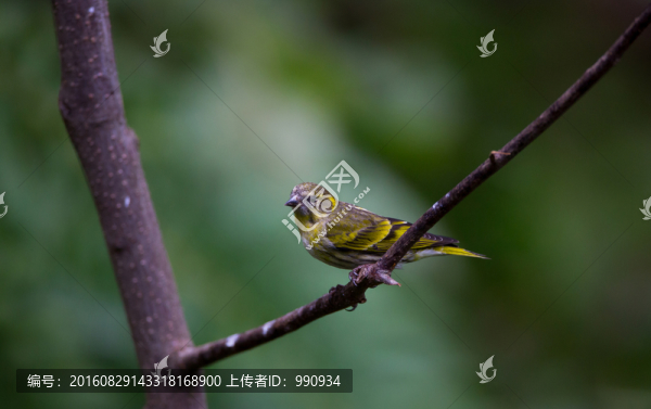 藏黃雀,百花嶺