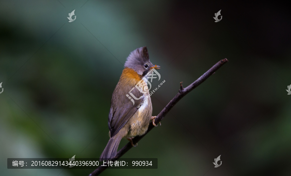 黃頸鳳鹛,小鳥