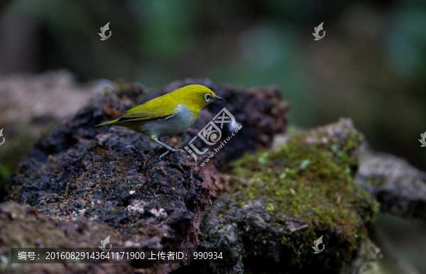 灰腹繡眼鳥,小鳥