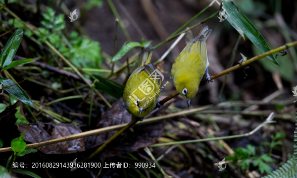 灰腹繡眼鳥