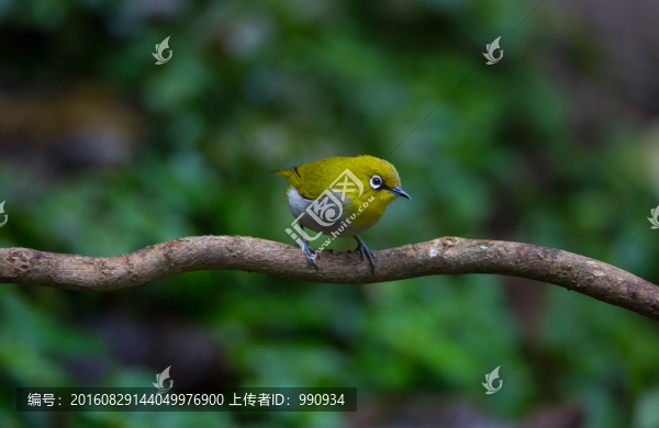 灰腹繡眼鳥