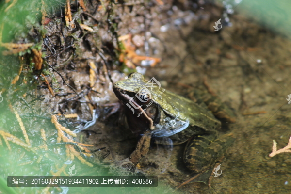 水中青蛙