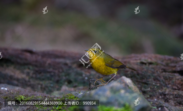 金色林鴝,小鳥