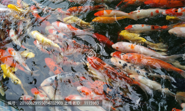 觀賞魚