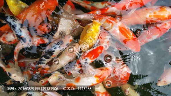 觀賞魚(yú)