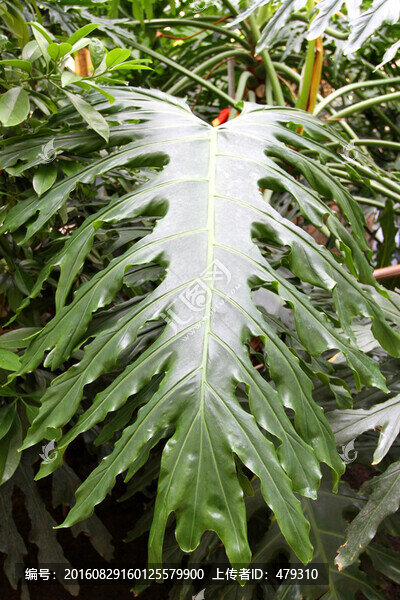 熱帶植物,葉子,樹(shù)葉,園藝